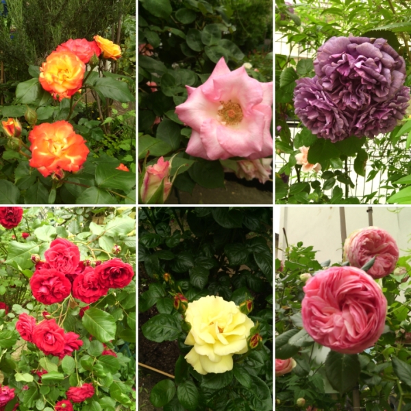 Le jardin partagé Jardin Créatif Dhiver